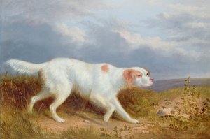 A Setter on the Moor